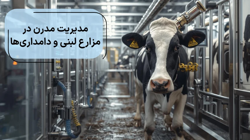 مدیریت مدرن در مزارع لبنی و دامداری ها