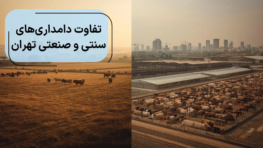 تفاوت دامداری های سنتی و صنعتی تهران
