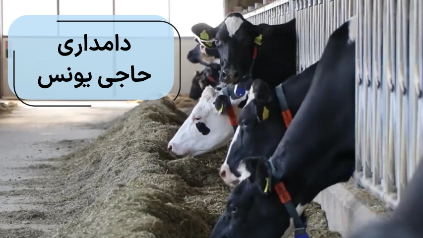 دامداری حاجی یونس
