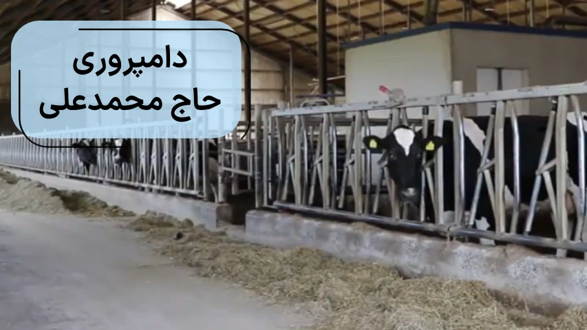 دامپروری حاج محمدعلی