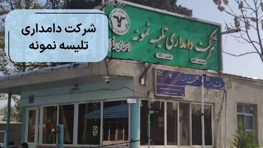 شرکت دامداری تلیسه نمونه