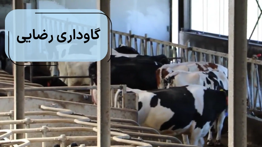 گاوداری رضایی