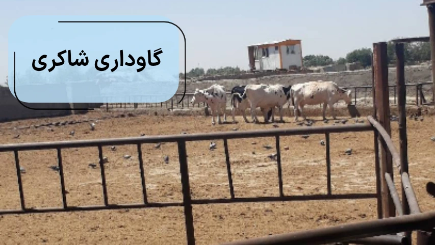 گاوداری شاکری