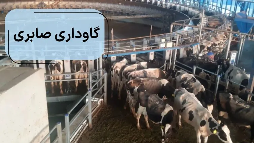 تصویری از گاوداری صابری