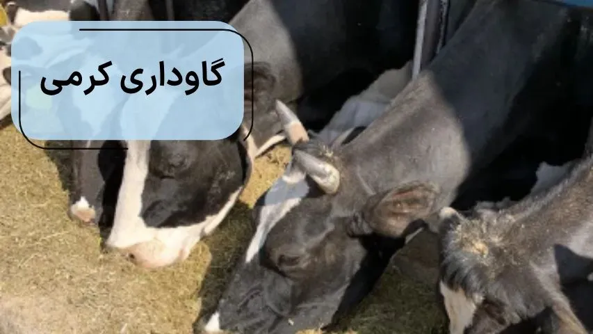 گاوداری کرمی یکی از بهترین دامداری های تهران