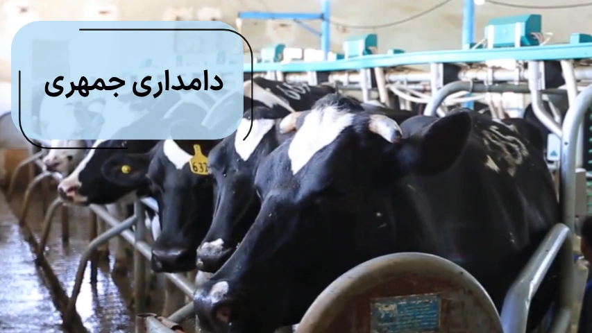 دامداری جمهری در کرج