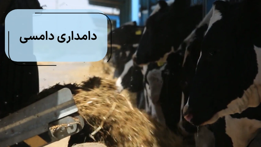 دامداری دامسی
