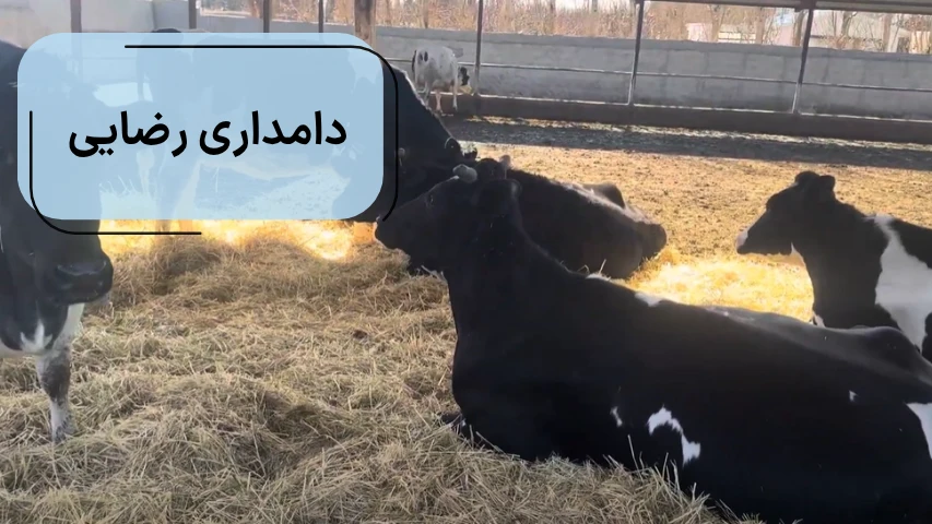 دامداری رضایی در کرج