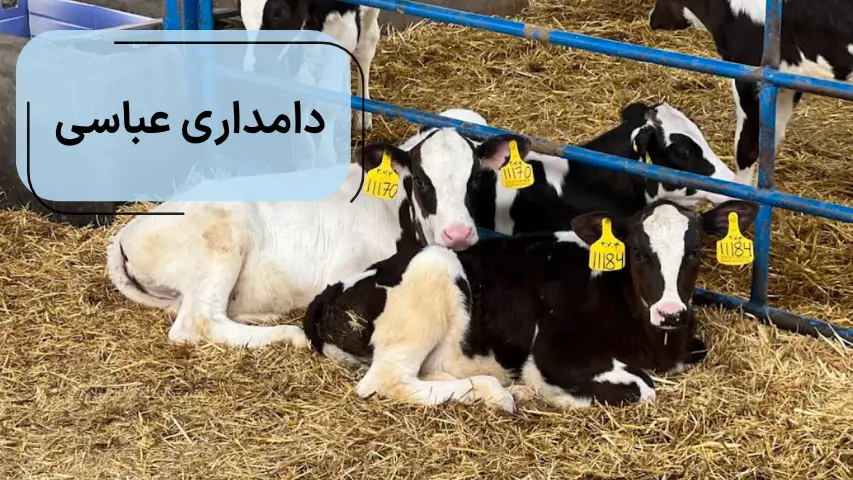 دامداری عباسی