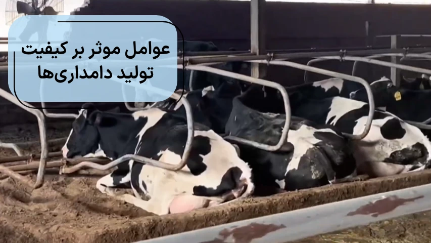 عوامل موثر بر کیفیت تولید دامداری ها