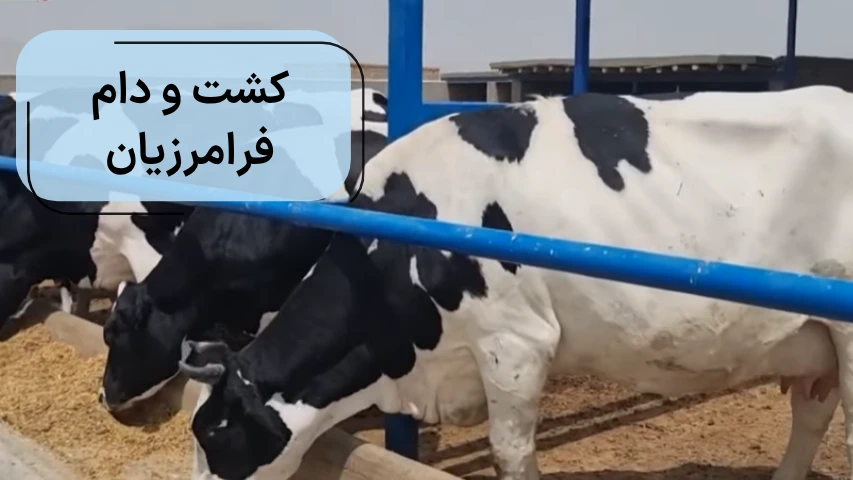 کشت و دام فرامرزیان