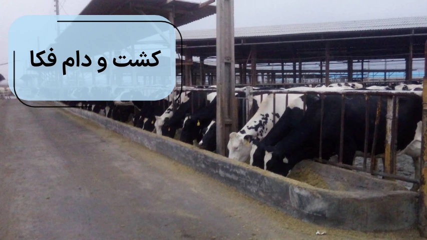 کشت و دام فکا