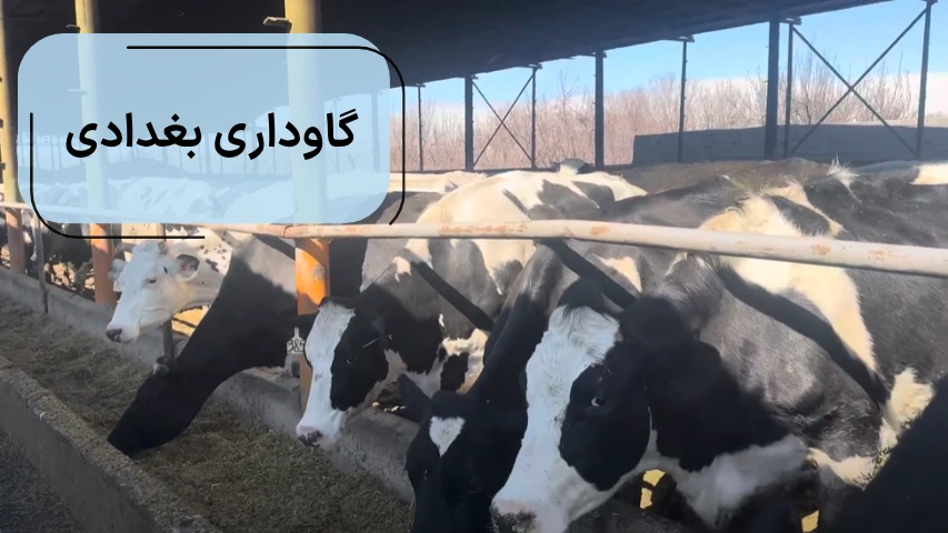 گاوداری بغدادی
