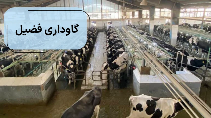 گاوداری فضیل