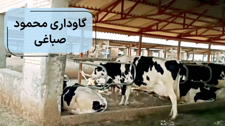 گاوداری محمود صباغی