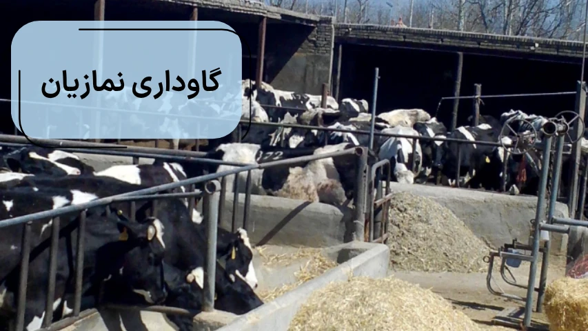گاوداری نمازیان