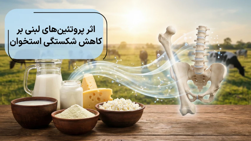 اثر پروتئین های لبنی در کاهش شکستگی استخوان